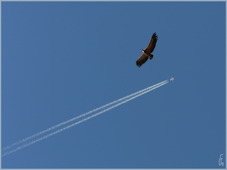 montagne
                verte