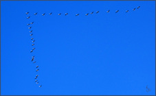 Grues