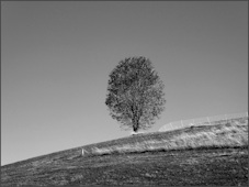 arbre
