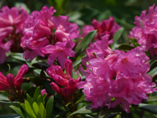 rhodos