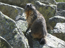 marmotte