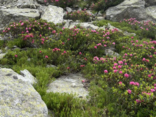 Rhododendrons