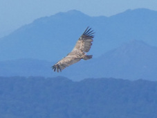Vautour