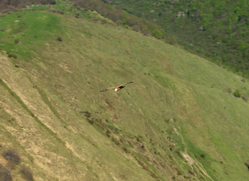 Vautour fauve