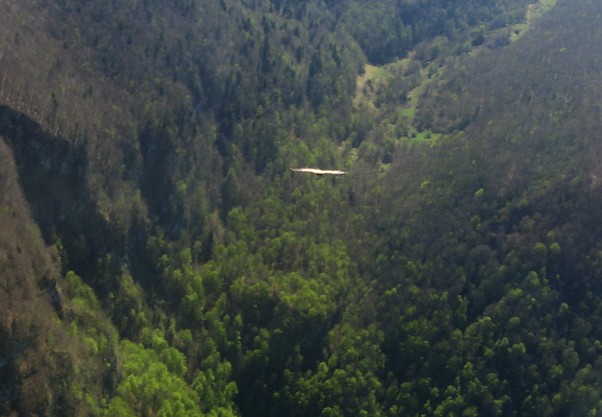 vautour fauve
